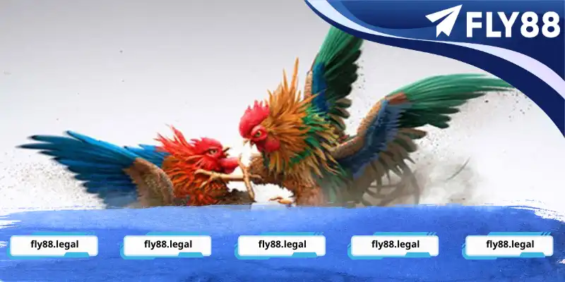 Đăng ký tài khoản trải nghiệm đá gà trực tuyến Đăng ký tài khoản trải nghiệm đá gà trực tuyến
