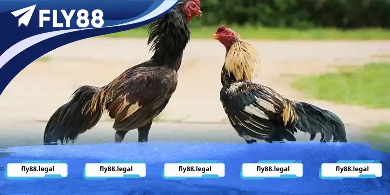 Đôi nét về bộ môn thể thao đá gà tại RR88 Đôi nét về bộ môn thể thao đá gà Fly88